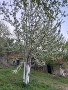 Image 1775891135 drvo šljive pflaumenbaum plum tree